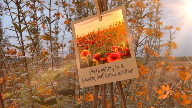 Photo of Photo Gallery In A Flowery Meadow – Motionarray 1397204