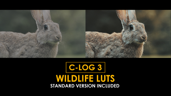 Photo of C-Log3 Wildlife and Standard LUTs – Videohive 50923536