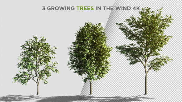 Photo of 3 Growing Trees In The Wind – Videohive 22713894