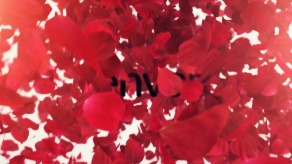 Photo of Petals Logo Reveal II – Videohive 9453684