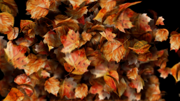 Photo of Autumn leaves motion path particles. Particular 6 Required! – Videohive 59736785