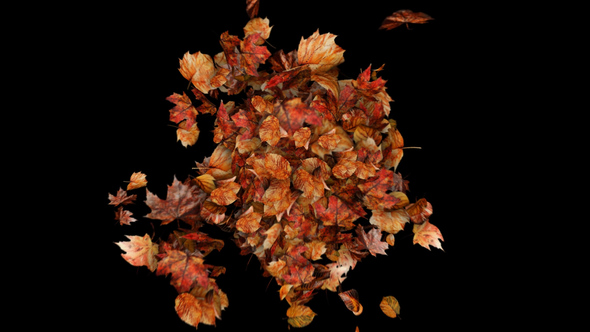 Photo of Autumn Leaves Particles Burst no Plugins – Videohive 59558132